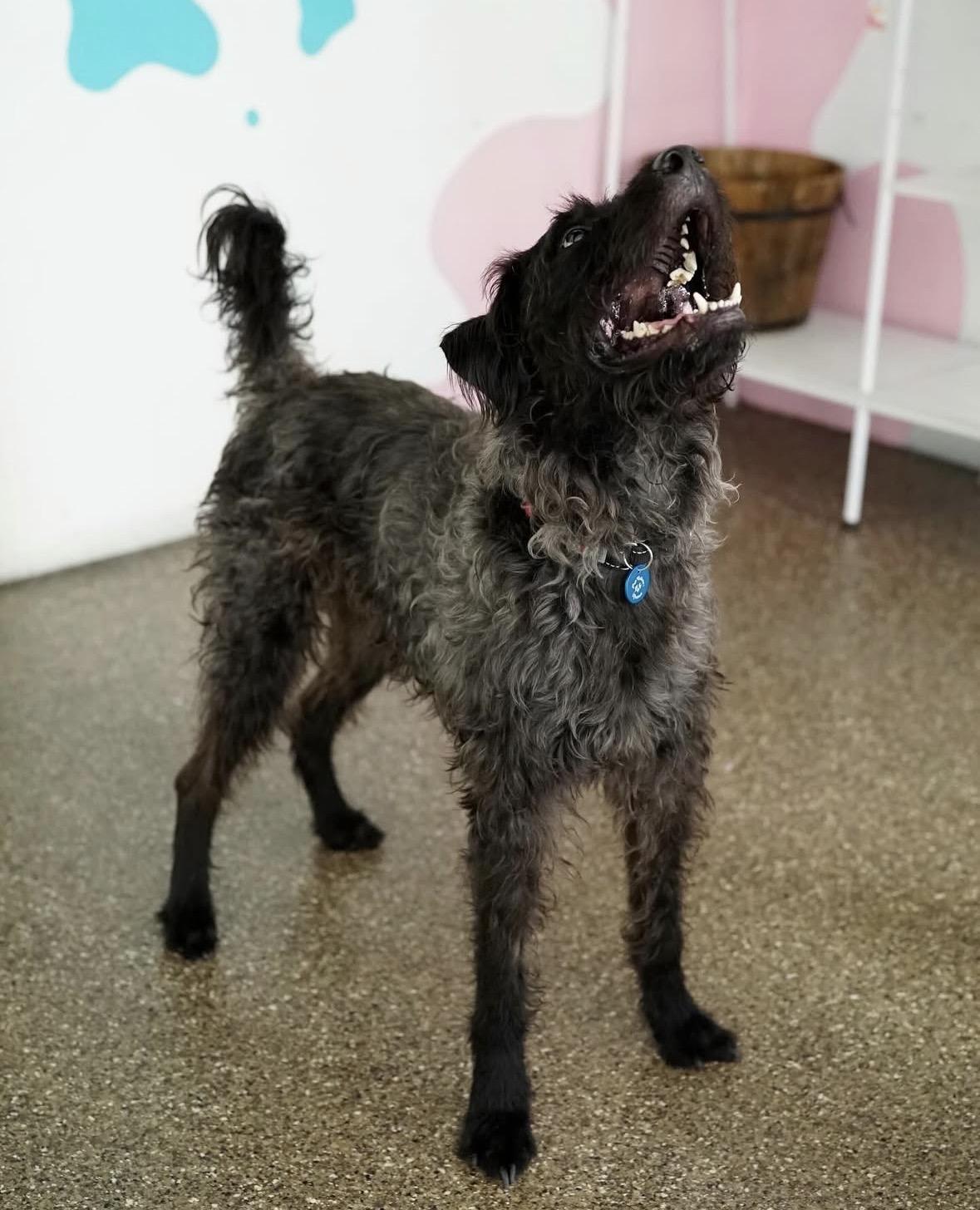 Enlarge Koda, a ADOPTABLE mixed breed in Pasadena, CA image 5/5