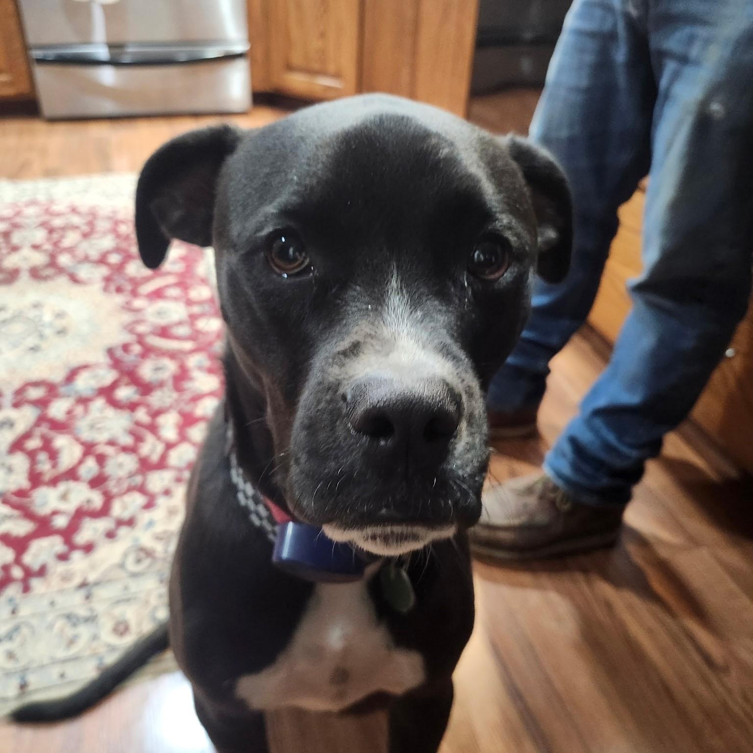 Enlarge Patch Courtesy Listing, a Adoptable mixed breed in Midland, MI image 4/5