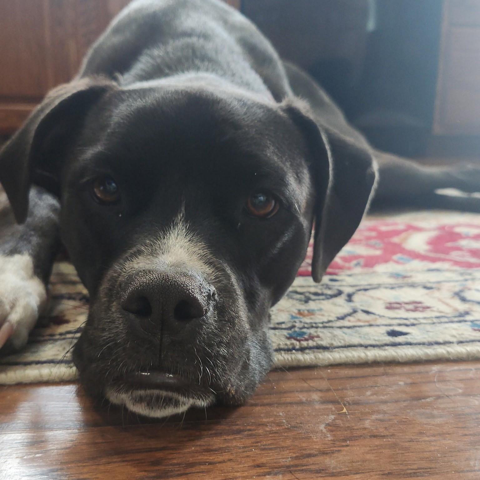 Enlarge Patch Courtesy Listing, a Adoptable mixed breed in Midland, MI image 2/5