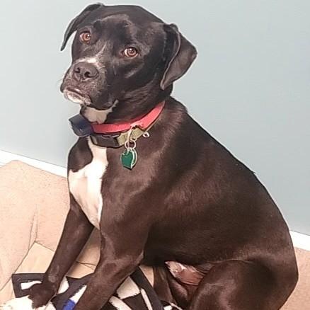 Enlarge Patch Courtesy Listing, a Adoptable mixed breed in Midland, MI image 1/5