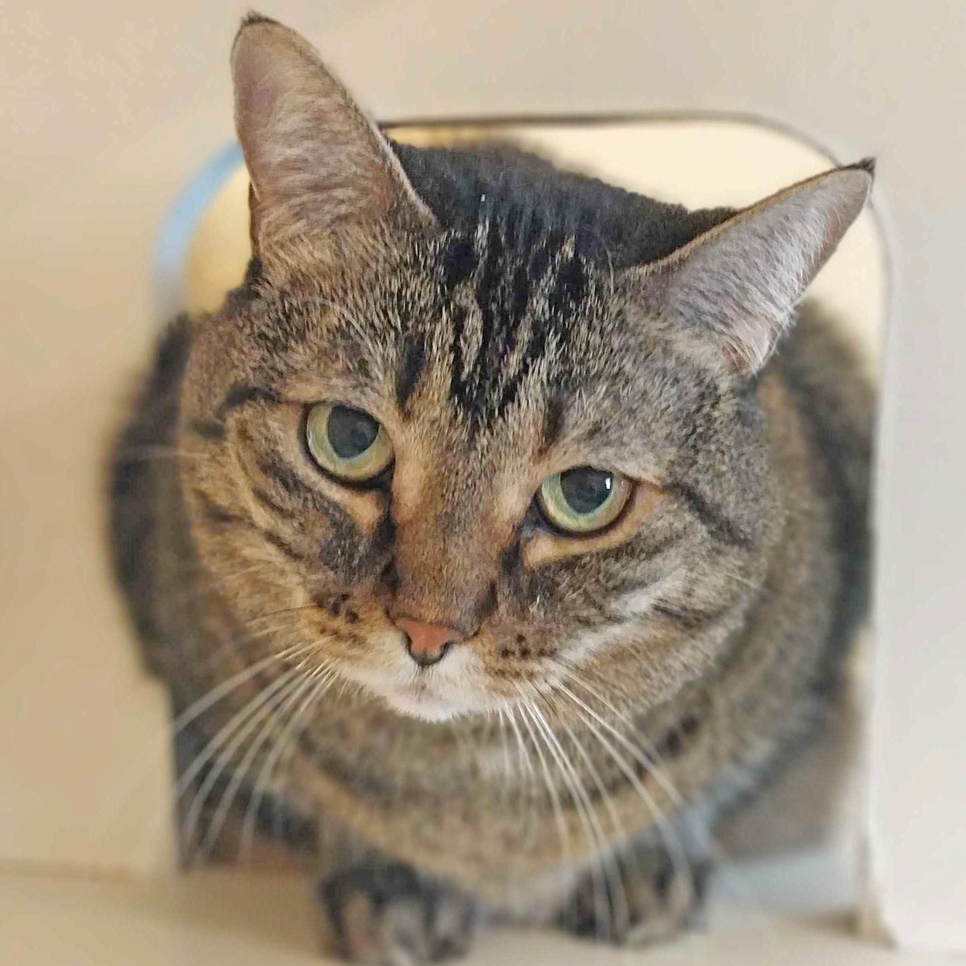 Bailey, an adoptable Domestic Short Hair in Ridgway, CO, 81432 | Photo Image 2