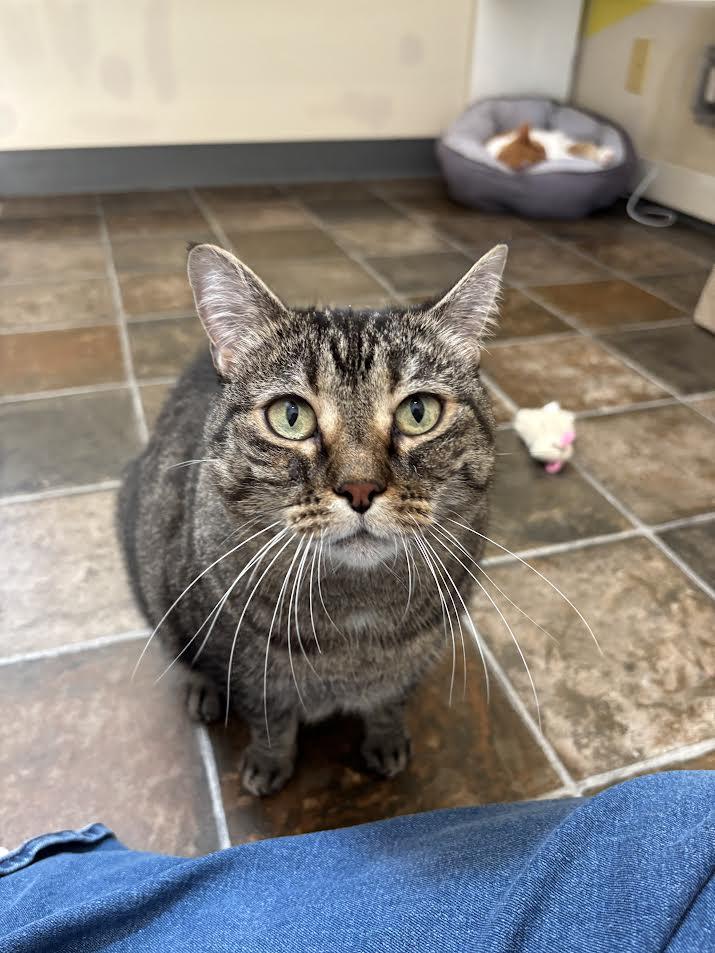 Bailey, an adoptable Domestic Short Hair in Ridgway, CO, 81432 | Photo Image 1