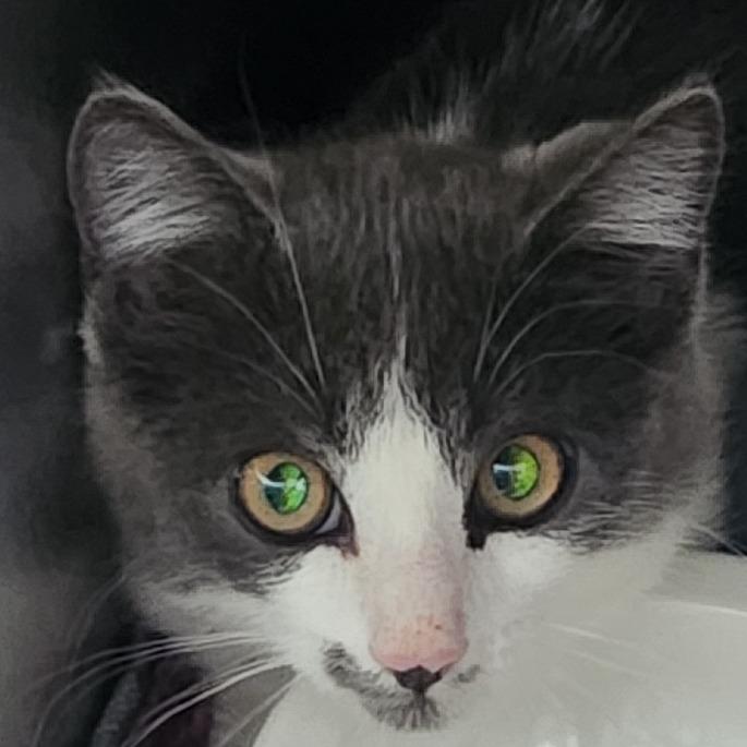 Enlarge Dakota, a Adoptable Domestic Short Hair in Cedaredge, CO image 1/5