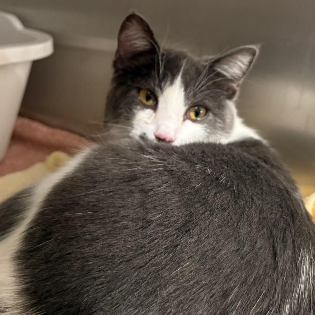 Enlarge Dakota, a Adoptable Domestic Short Hair in Cedaredge, CO image 2/5