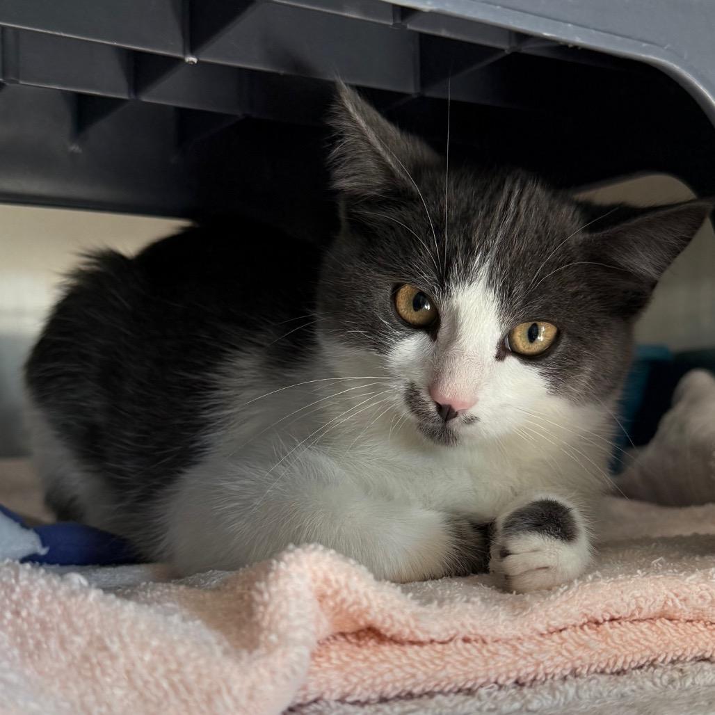 Enlarge Dakota, a Adoptable Domestic Short Hair in Cedaredge, CO image 3/5
