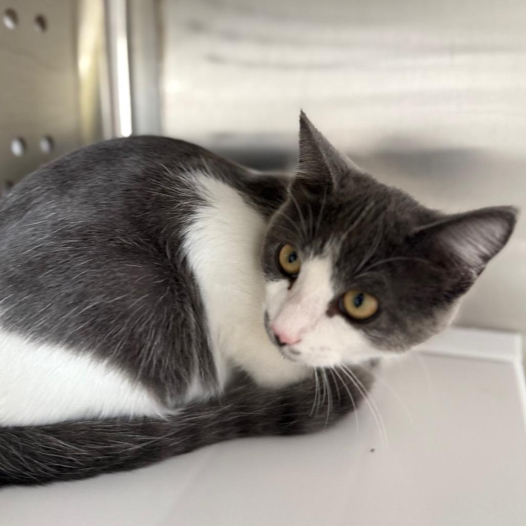 Enlarge Dakota, a Adoptable Domestic Short Hair in Cedaredge, CO image 4/5