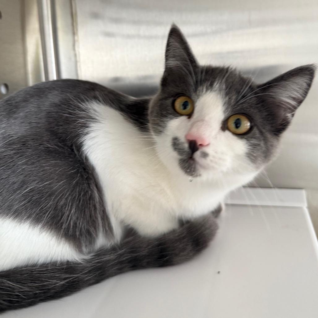 Enlarge Dakota, a Adoptable Domestic Short Hair in Cedaredge, CO image 5/5