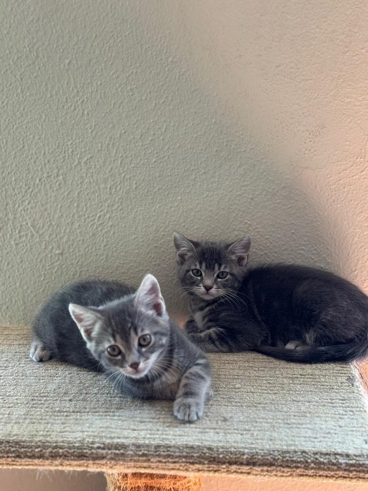 Pigwidgeon, Adoptable, Kitten Male Domestic Short Hair.