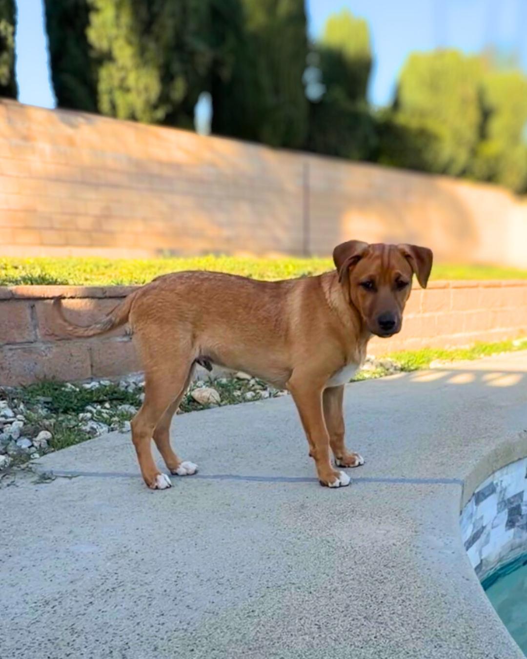 Iceman , a ADOPTABLE mixed breed in Valley Village, CA image 4/5