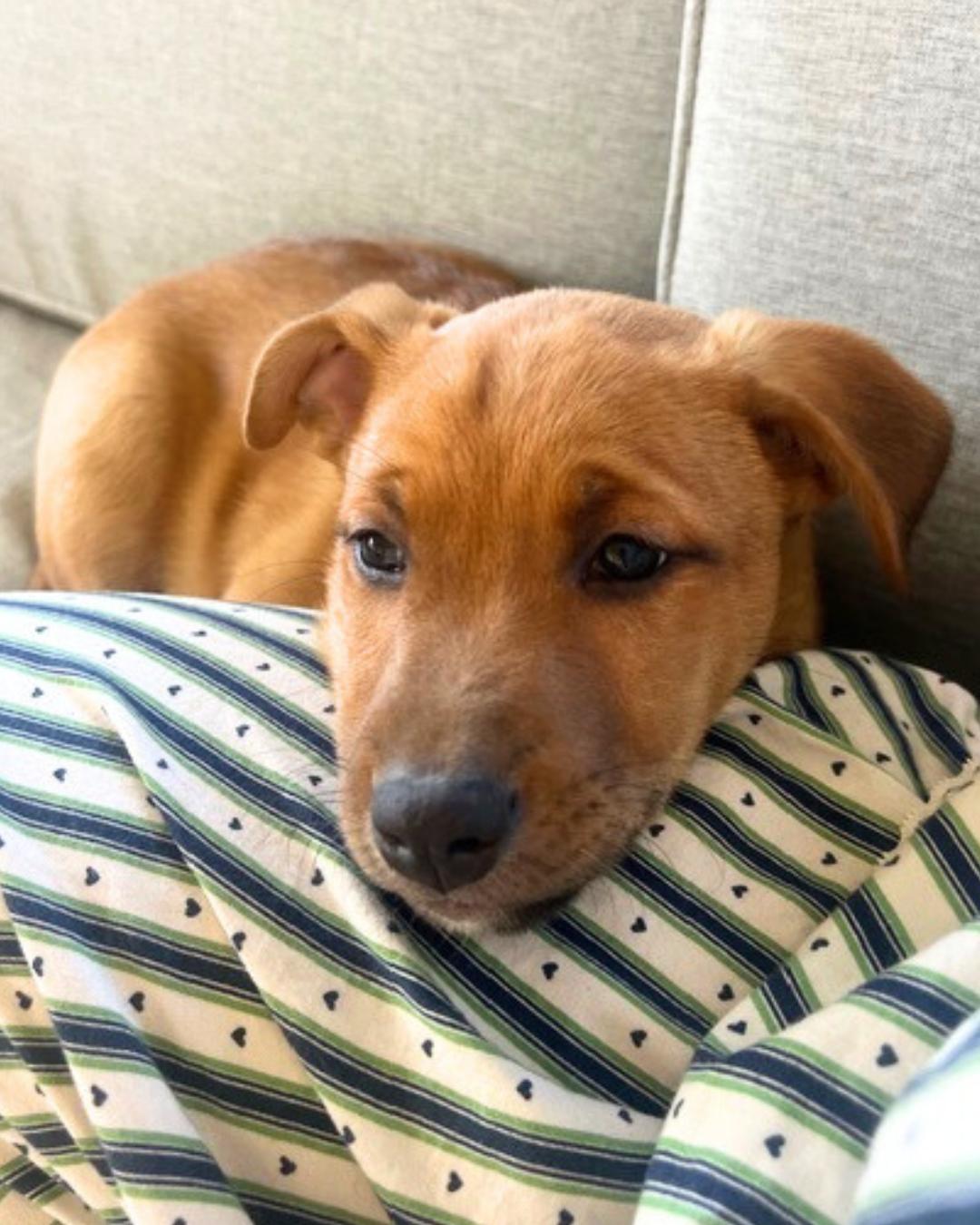 Iceman , a ADOPTABLE mixed breed in Valley Village, CA image 3/5