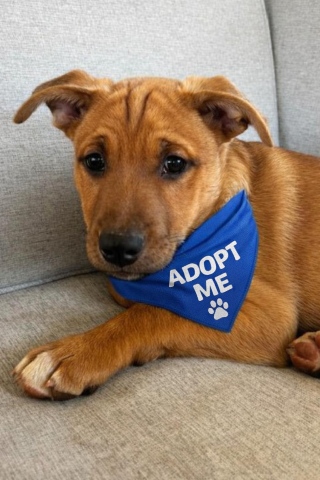 Iceman , ADOPTABLE, Puppy Male Pit Bull Terrier & Vizsla.