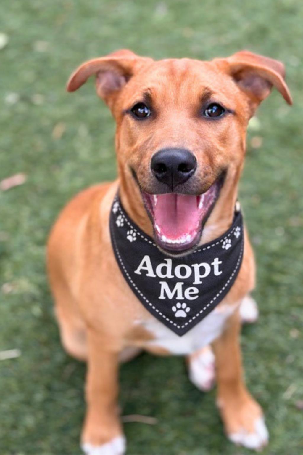 Enlarge Iceman , a ADOPTABLE mixed breed in Valley Village, CA image 2/6