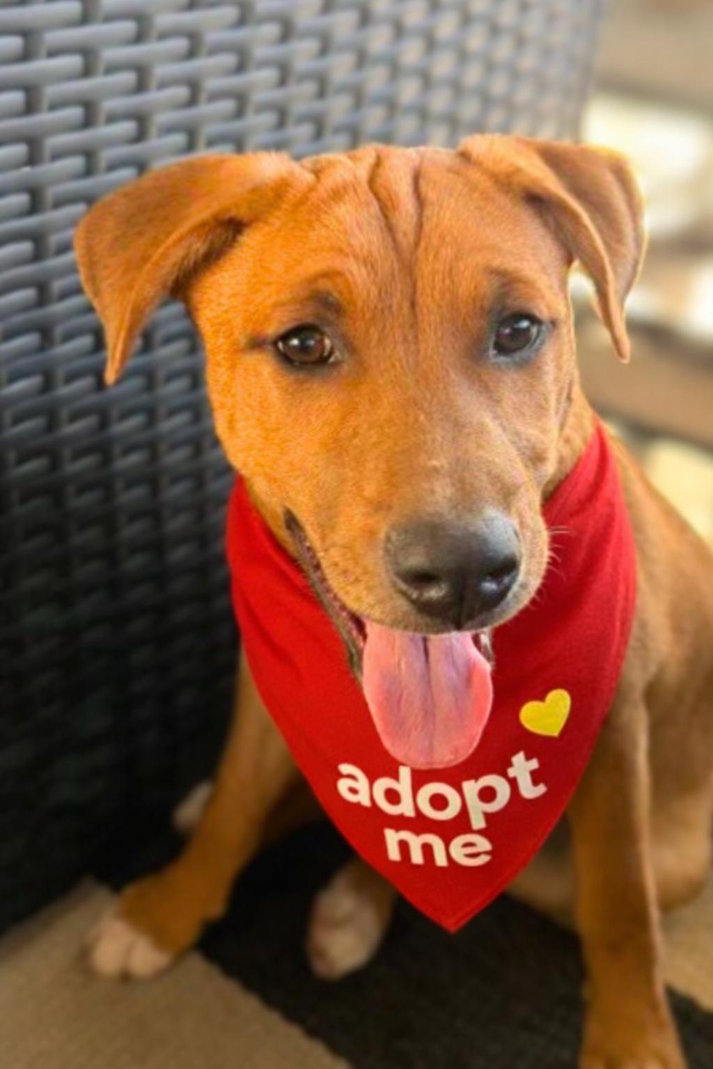 Iceman , a ADOPTABLE mixed breed in Valley Village, CA image 5/5