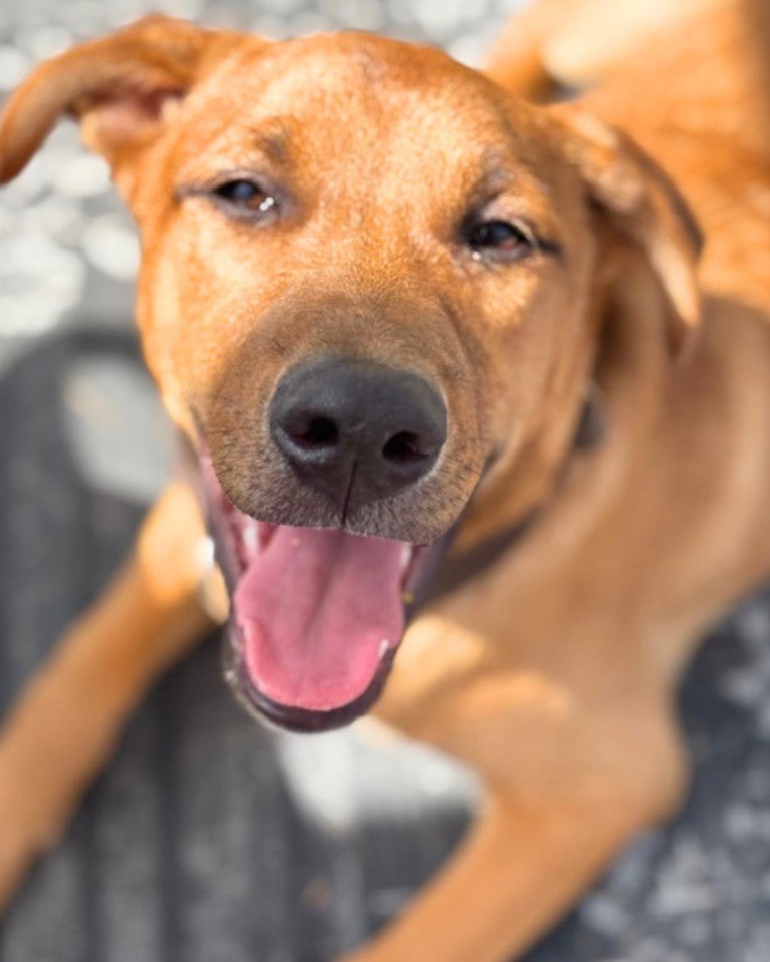 Enlarge Iceman , a ADOPTABLE mixed breed in Valley Village, CA image 1/6