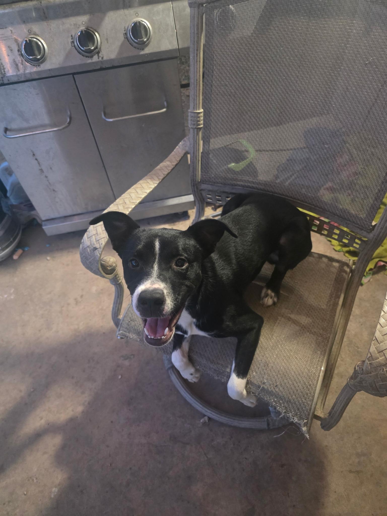 Enlarge Domino, a Adoptable mixed breed in Wichita, KS image 5/6
