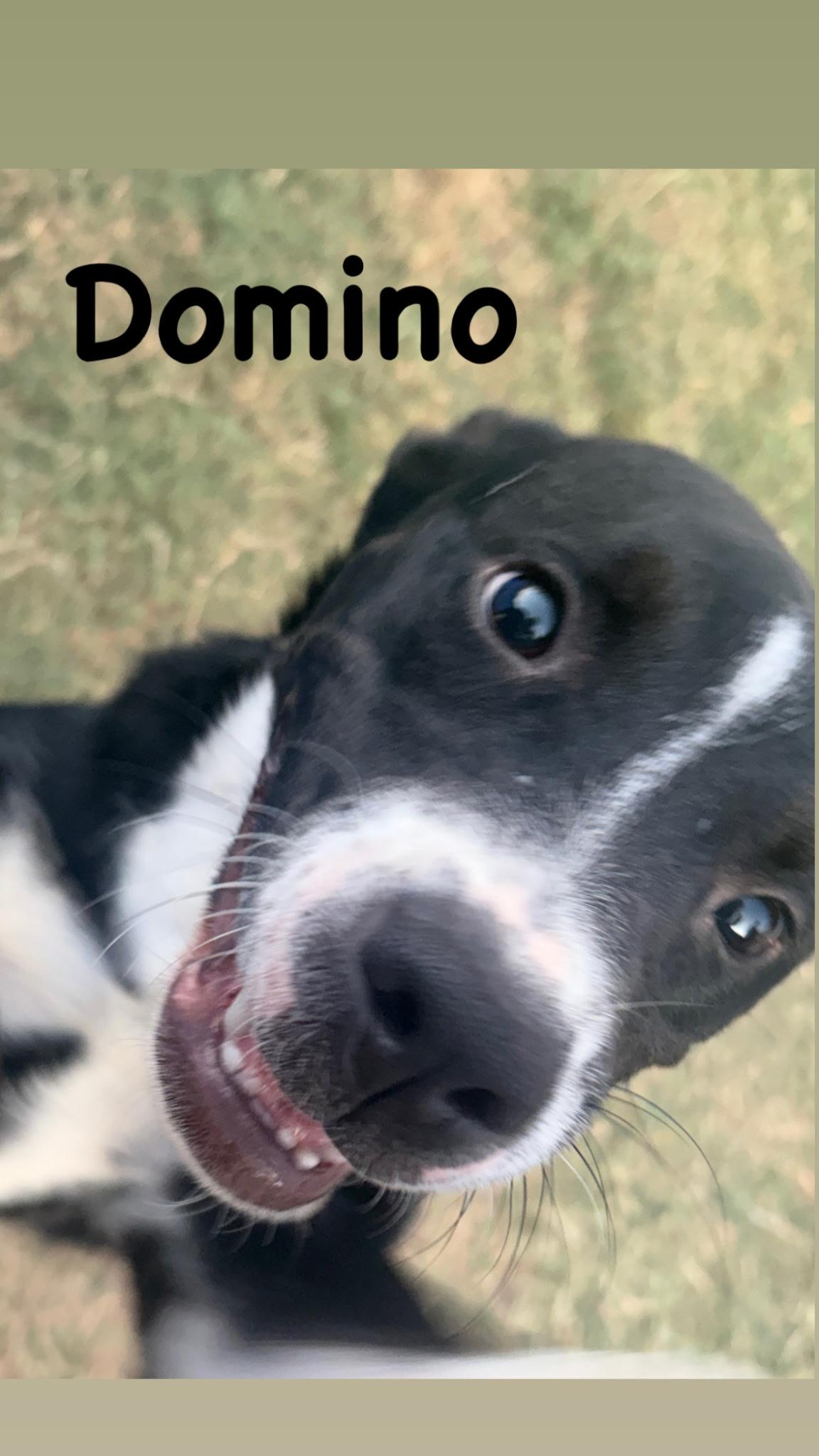 Enlarge Domino, a Adoptable mixed breed in Wichita, KS image 3/6
