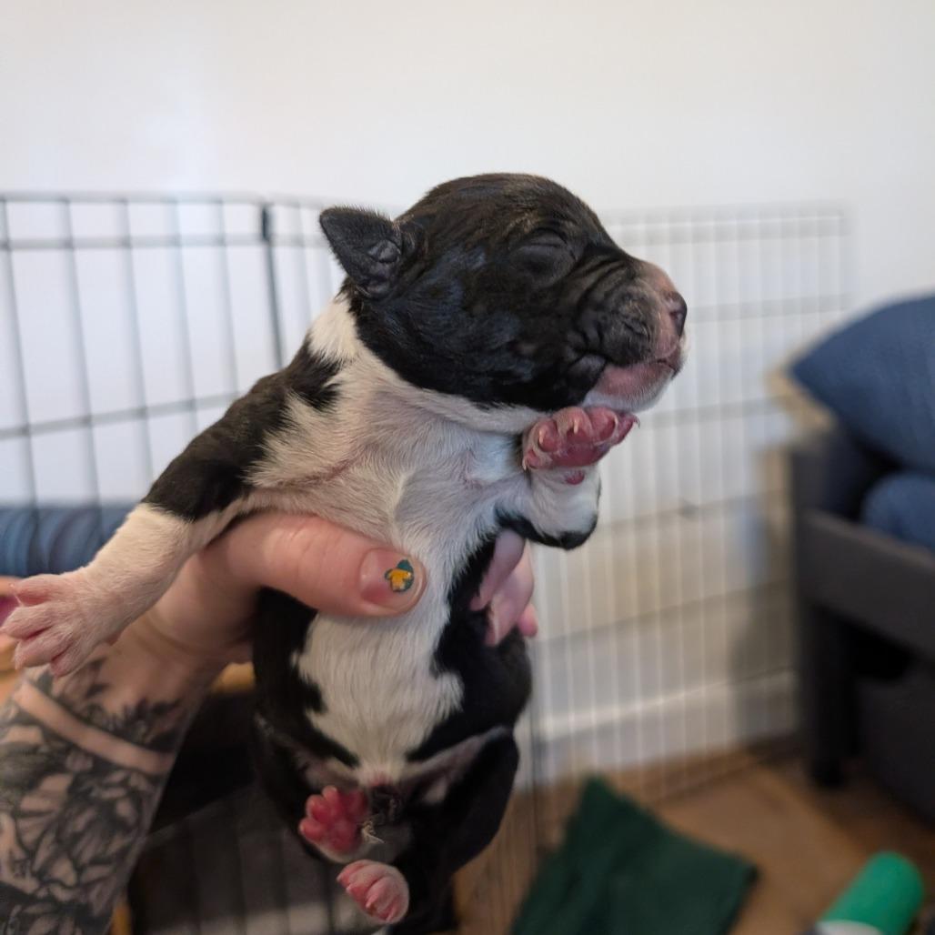 Badger, Adoptable, Puppy Male Mixed Breed.