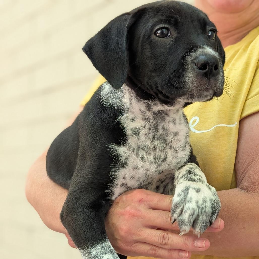Enlarge Badger, a Adoptable Mixed Breed in Asheville, NC image 2/6
