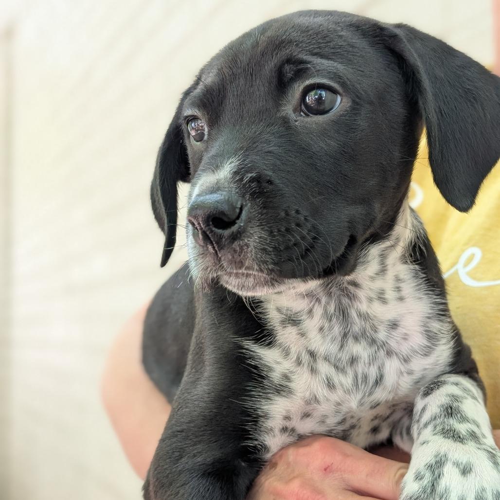Enlarge Badger, a Adoptable Mixed Breed in Asheville, NC image 3/6