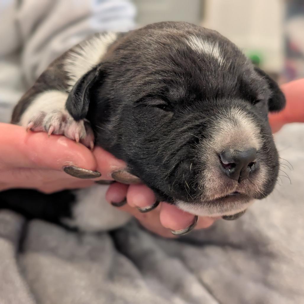 Enlarge Badger, a Adoptable Mixed Breed in Asheville, NC image 4/6