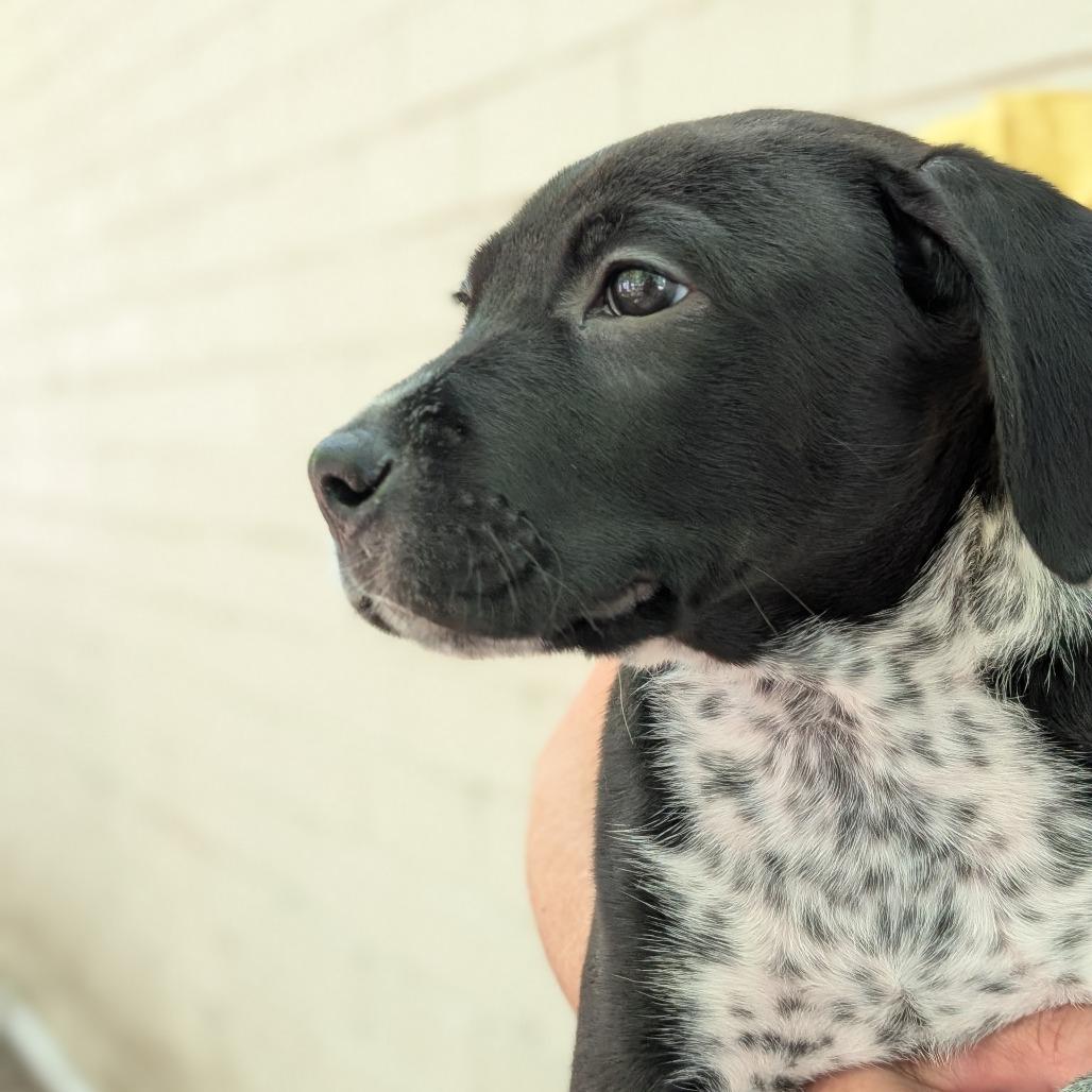 Enlarge Badger, a Adoptable Mixed Breed in Asheville, NC image 5/6