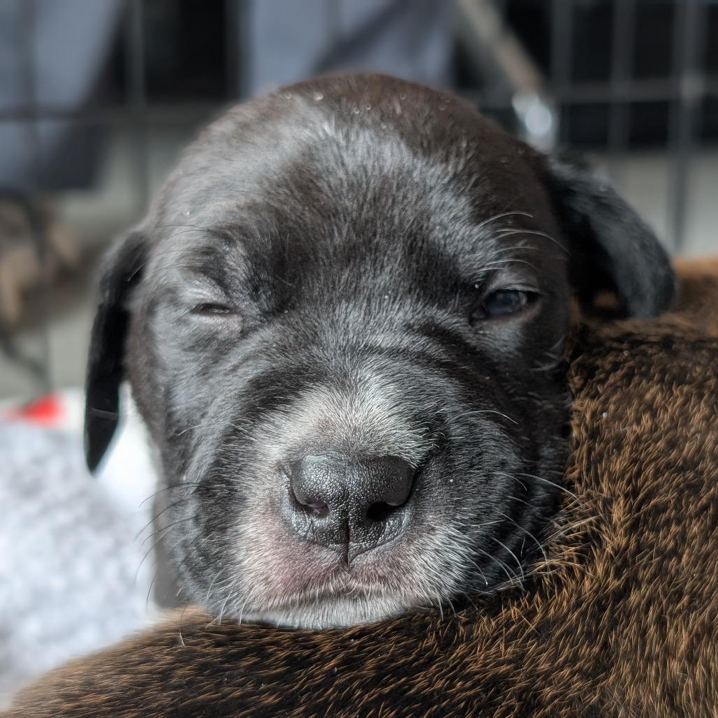 Enlarge Badger, a Adoptable Mixed Breed in Asheville, NC image 6/6