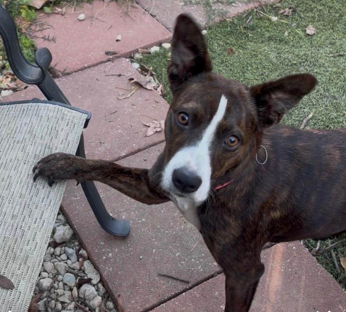 Bambi, adopted, Adult Female Terrier.