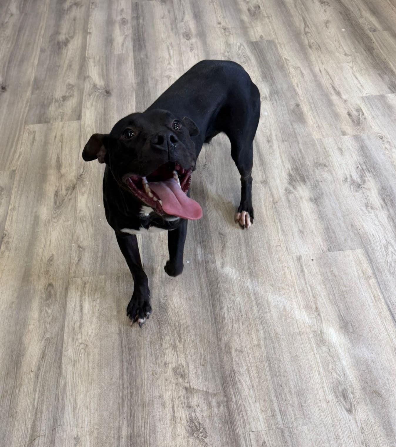 Enlarge Biscuit, a ADOPTABLE Mixed Breed in PHILADELPHIA, TN image 2/2
