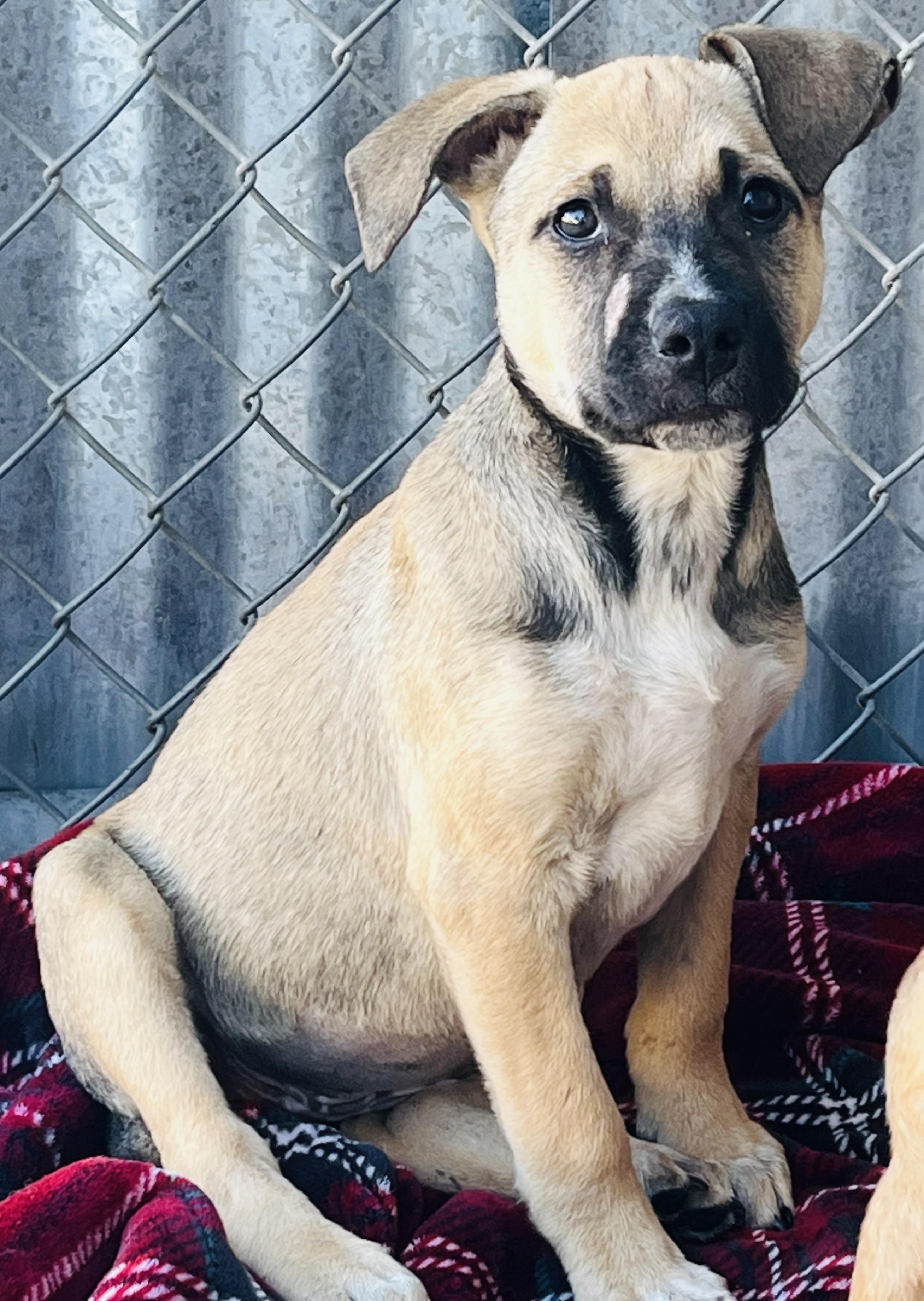 Wakko, Adoptable, Puppy Female Hound.