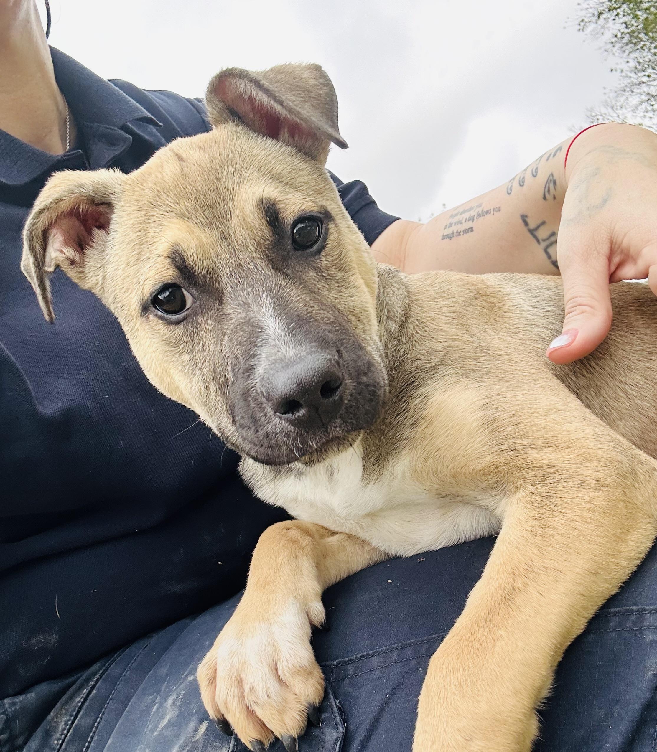 Enlarge Wakko, an adopted Hound in Cibolo, TX image 1/1