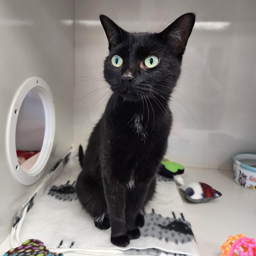 Dottie, Adoptable, Adult Female Domestic Short Hair.