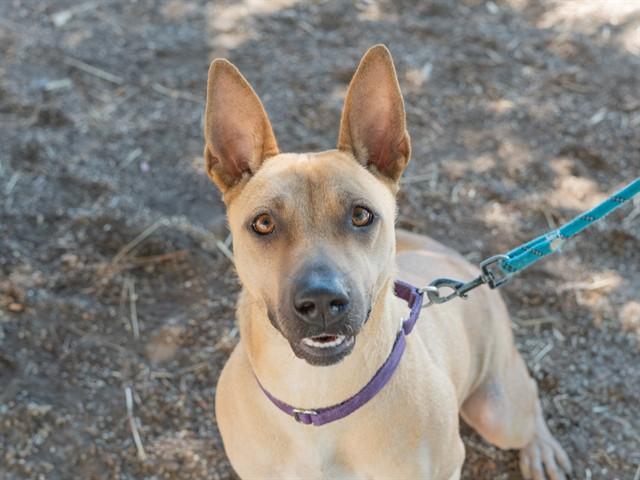 SANDY, Adoptable, Young Female Terrier.