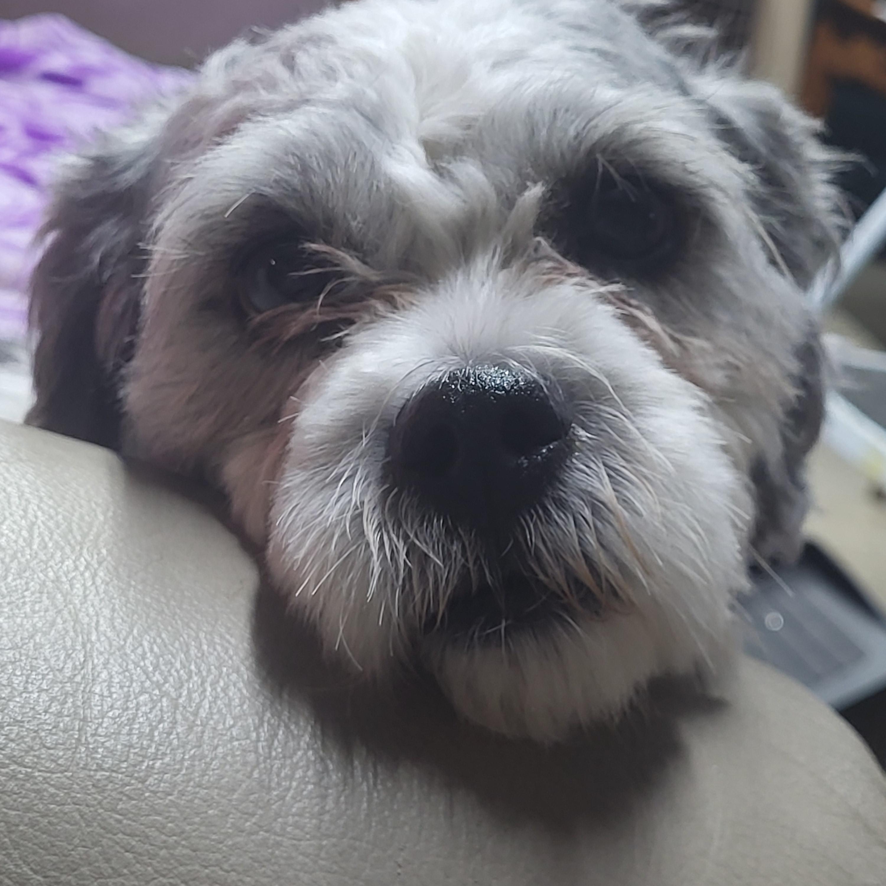 Garfiled, Adoptable, Adult Male Bichon Frise & Shih Tzu.