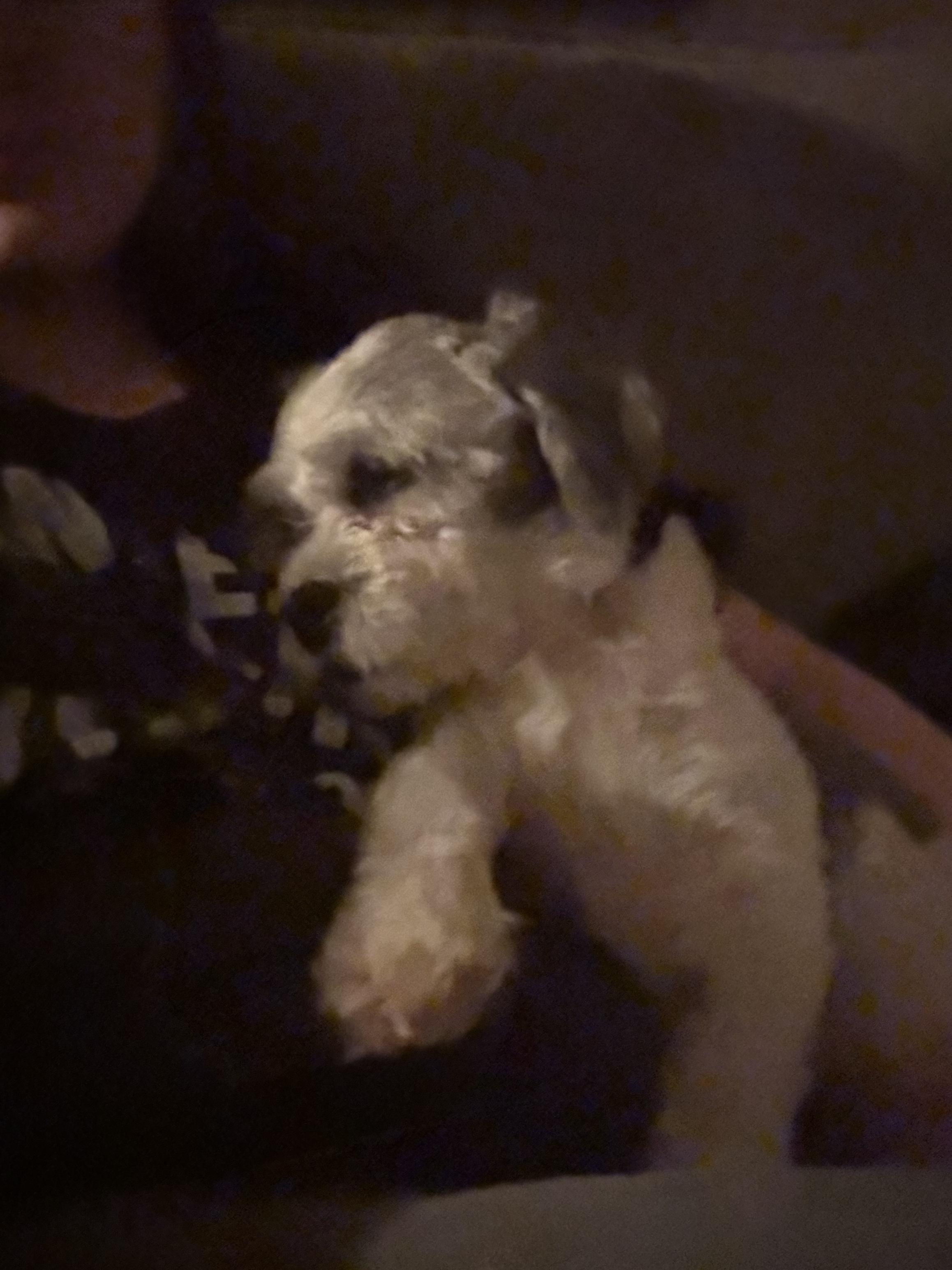 Enlarge Garfiled, a Adoptable mixed breed in New Brighton, MN image 5/6