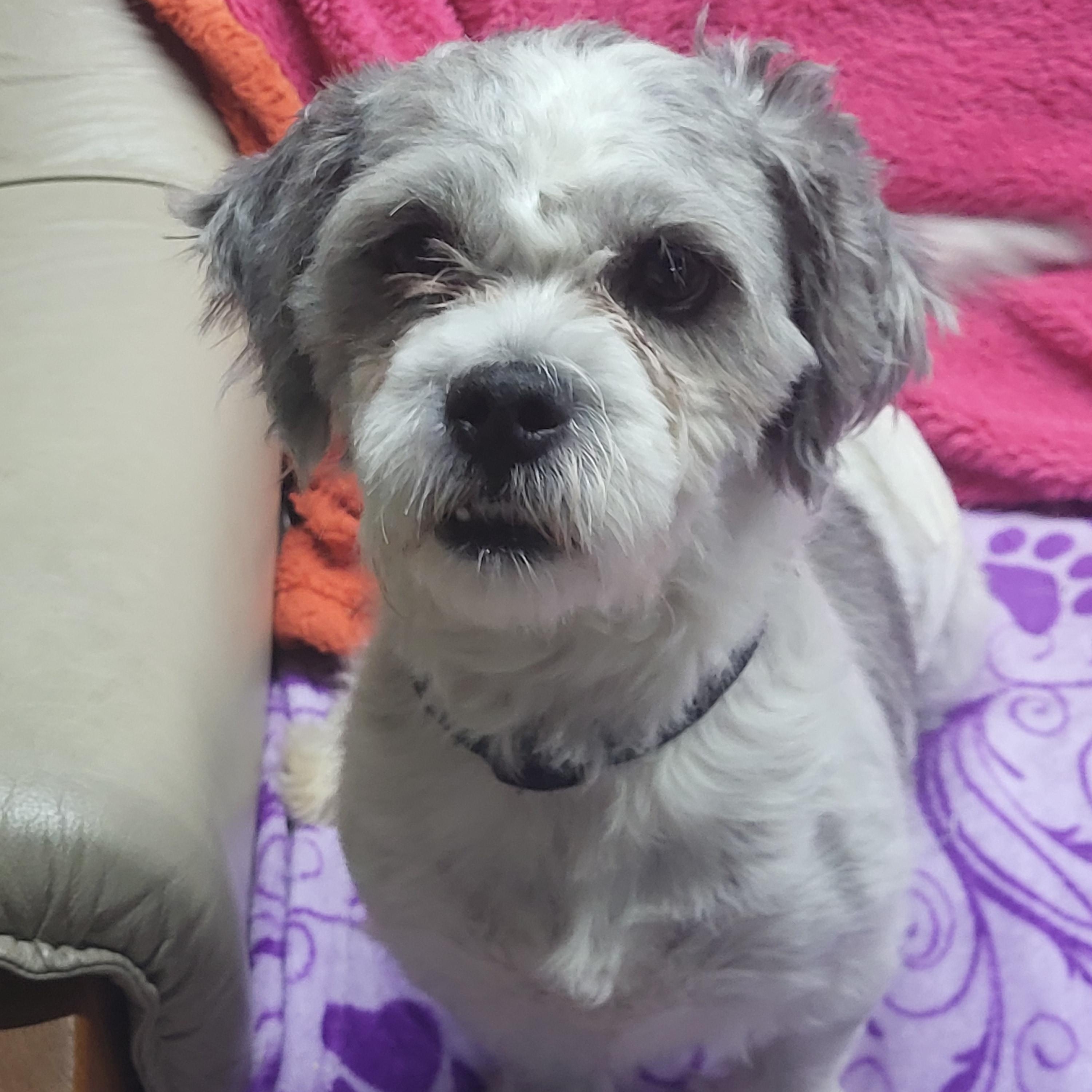 Enlarge Garfiled, a Adoptable mixed breed in New Brighton, MN image 3/6