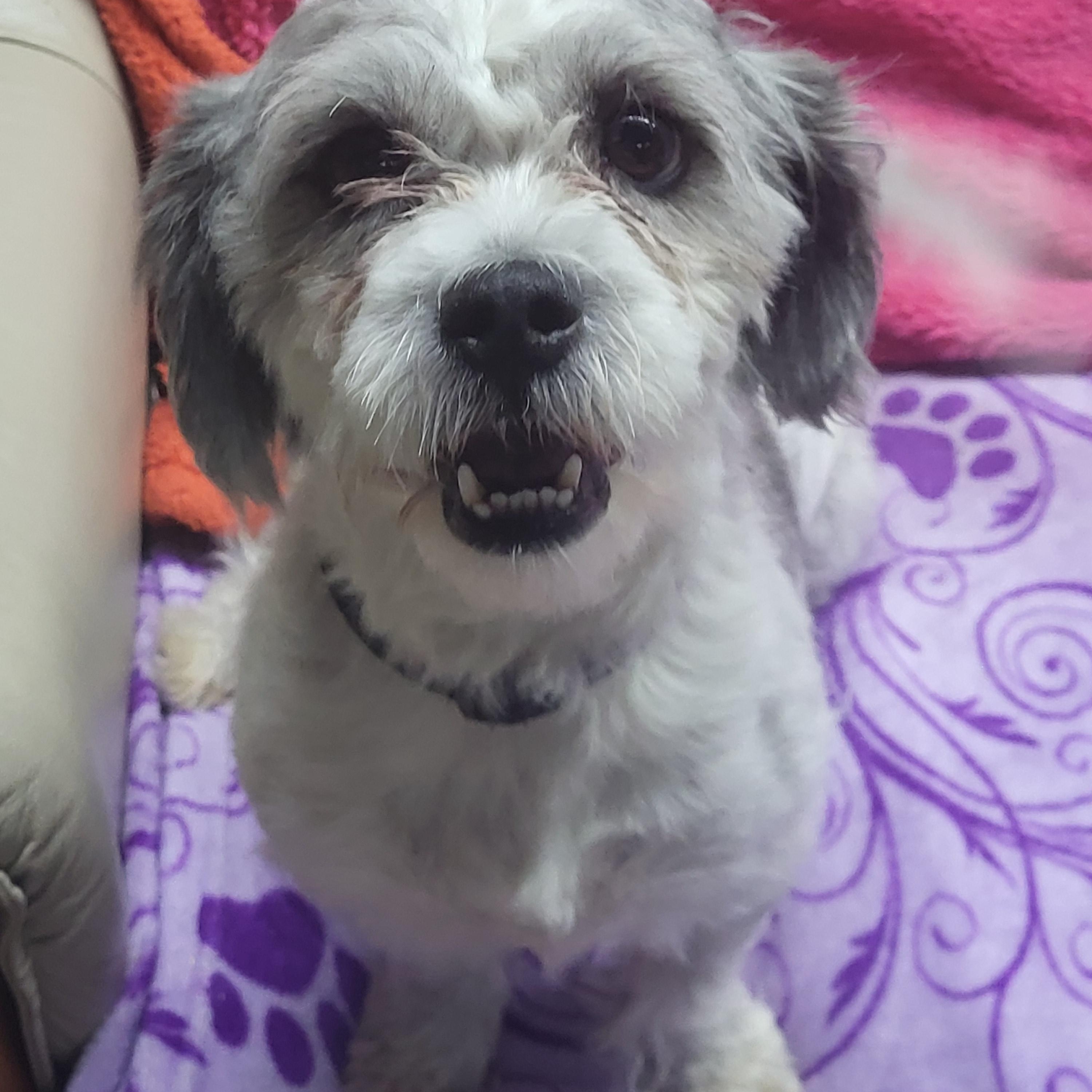 Enlarge Garfiled, a Adoptable mixed breed in New Brighton, MN image 6/6