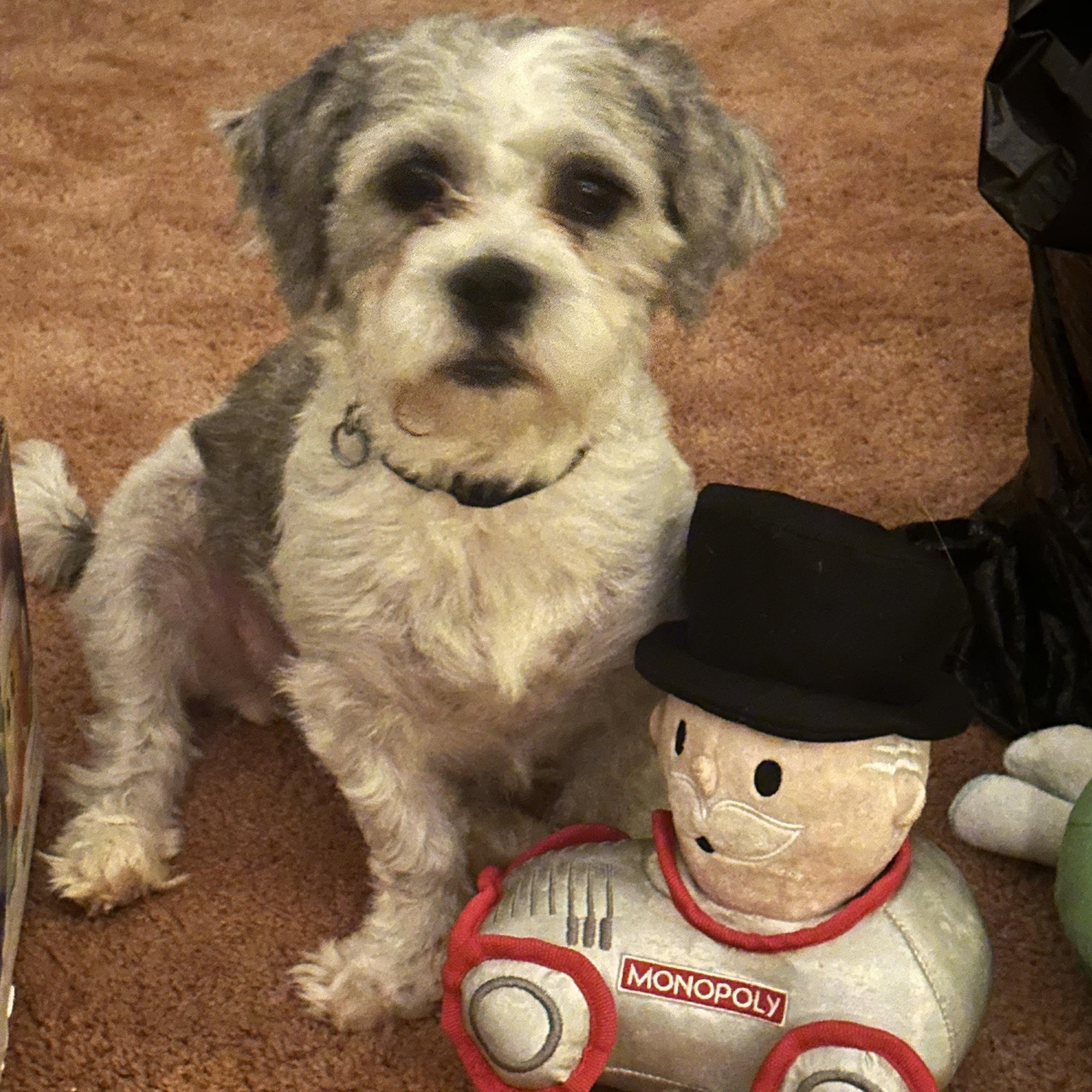 Enlarge Garfiled, a Adoptable mixed breed in New Brighton, MN image 2/6