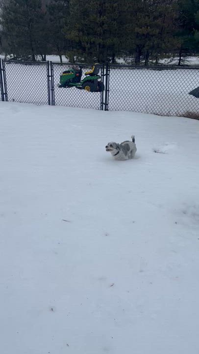 Enlarge Garfiled, a Adoptable mixed breed in New Brighton, MN video 4/6