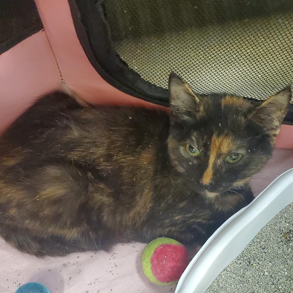 Freckles, a Adoptable Domestic Short Hair in Union, MO image 1/3