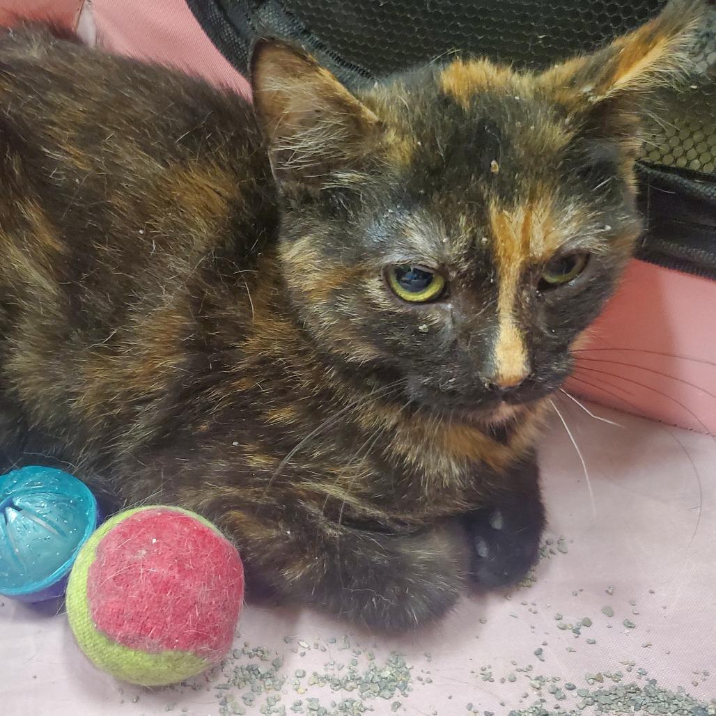 Freckles, a Adoptable Domestic Short Hair in Union, MO image 2/3