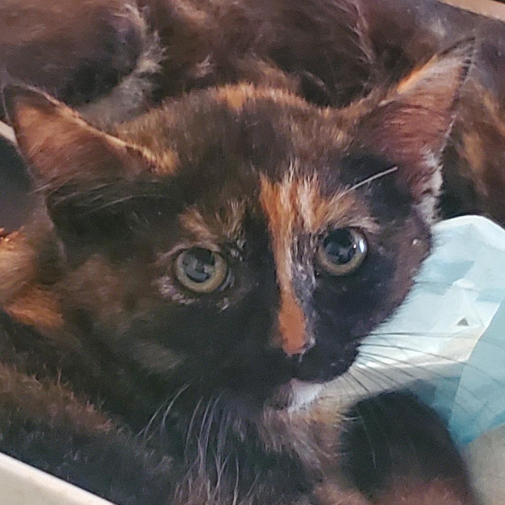 Freckles, a Adoptable Domestic Short Hair in Union, MO image 3/3