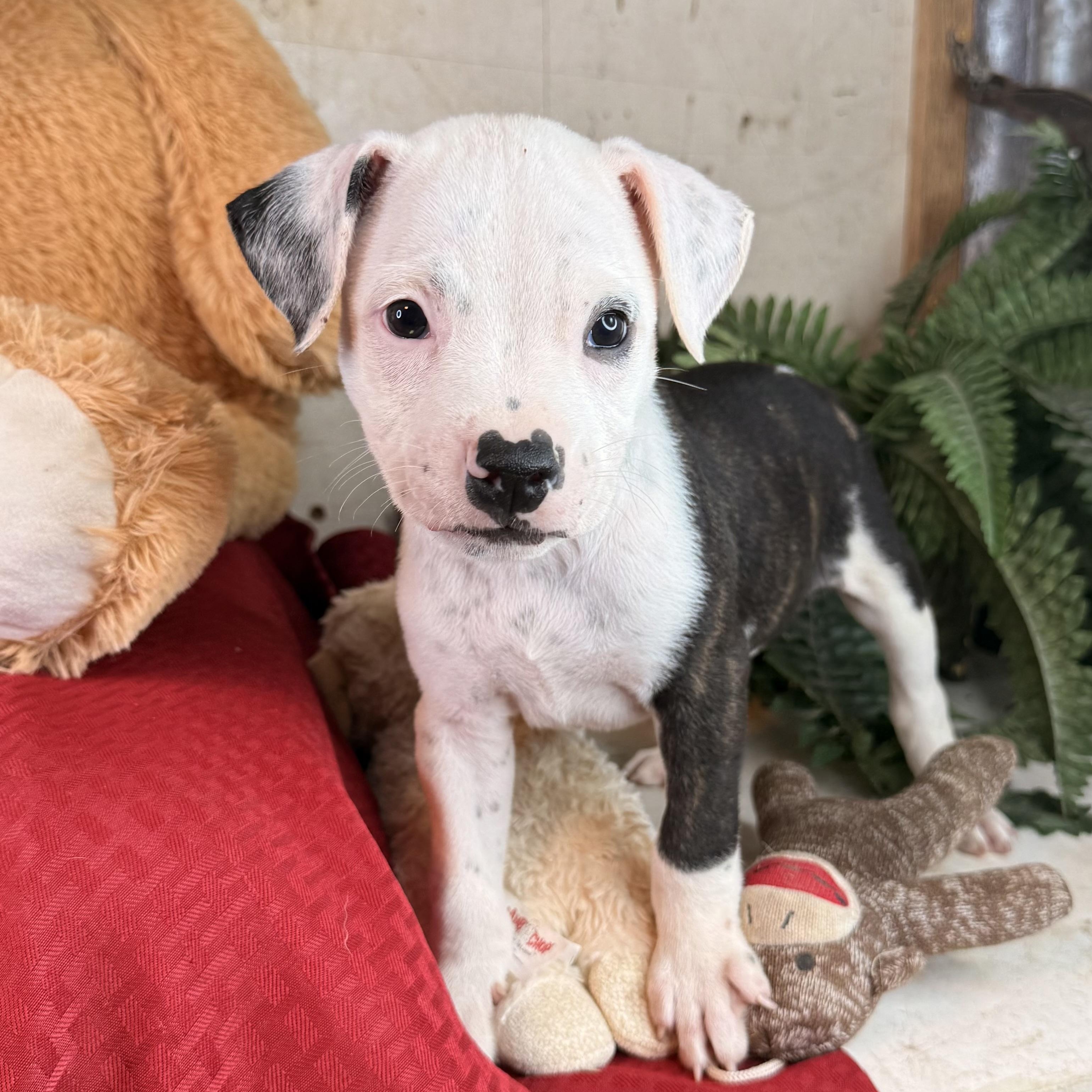 Enlarge Ryker (100 adoption fee), an adopted Pit Bull Terrier in Bloomington, IL image 6/6