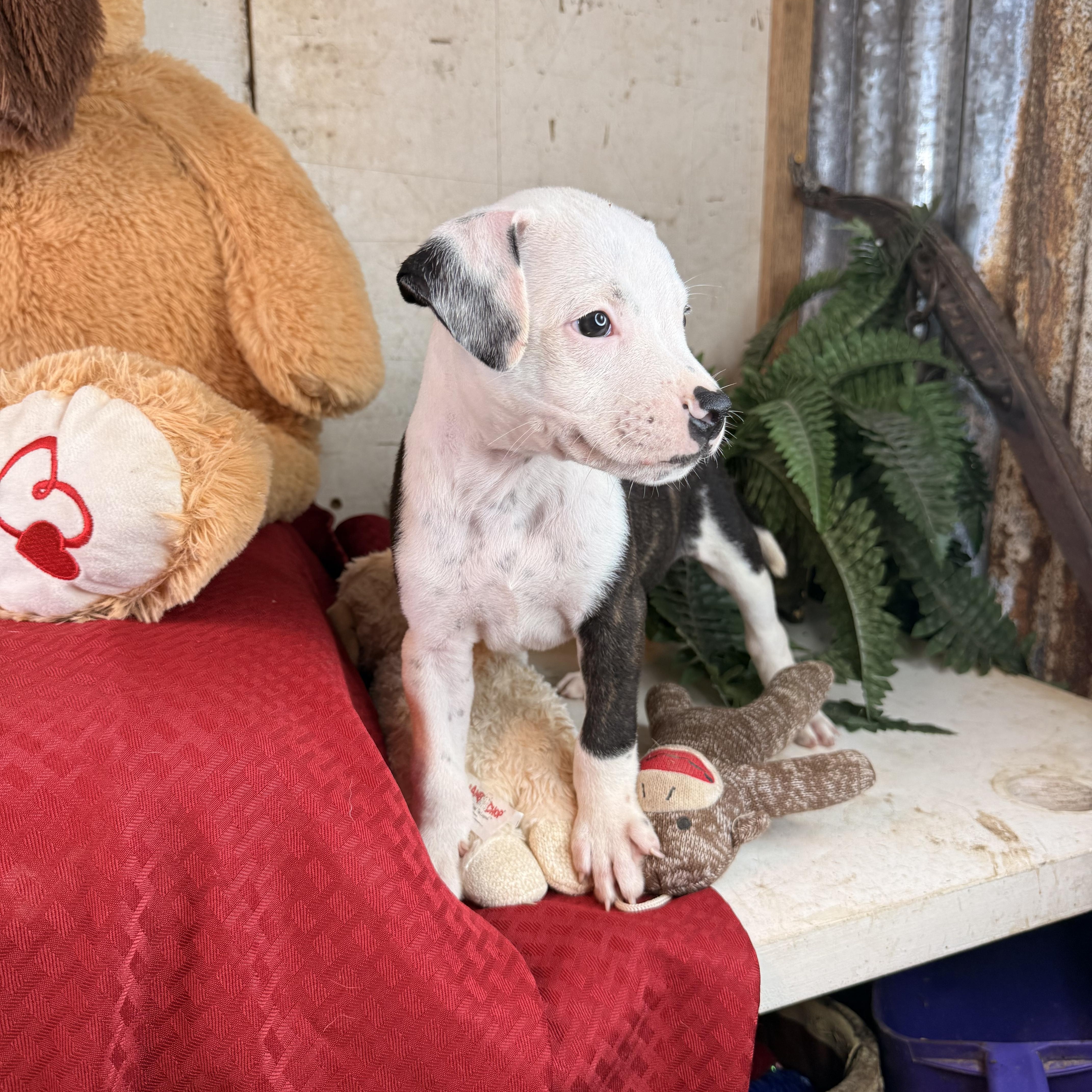 Enlarge Ryker (100 adoption fee), an adopted Pit Bull Terrier in Bloomington, IL image 3/6