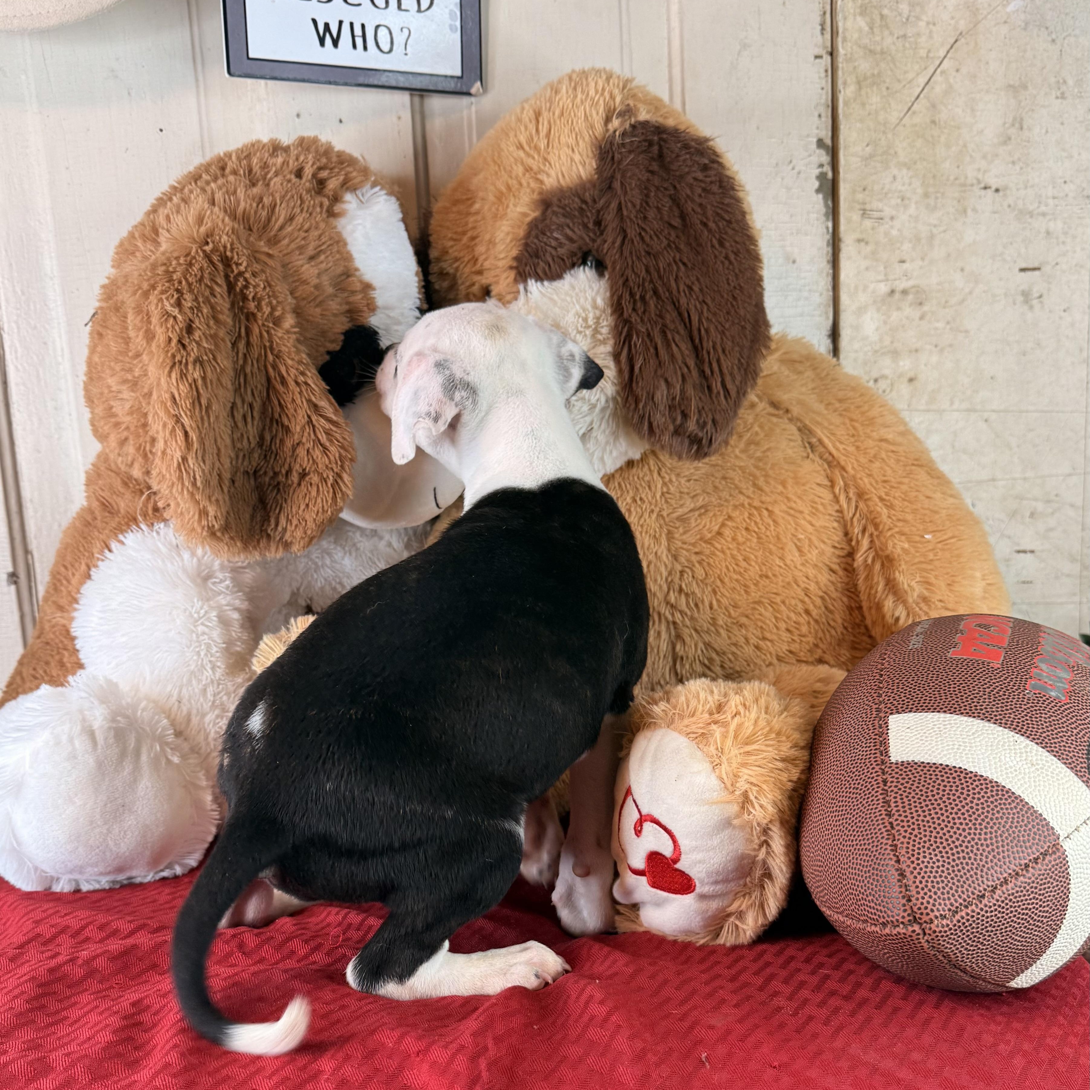 Enlarge Ryker (100 adoption fee), an adopted Pit Bull Terrier in Bloomington, IL image 5/6