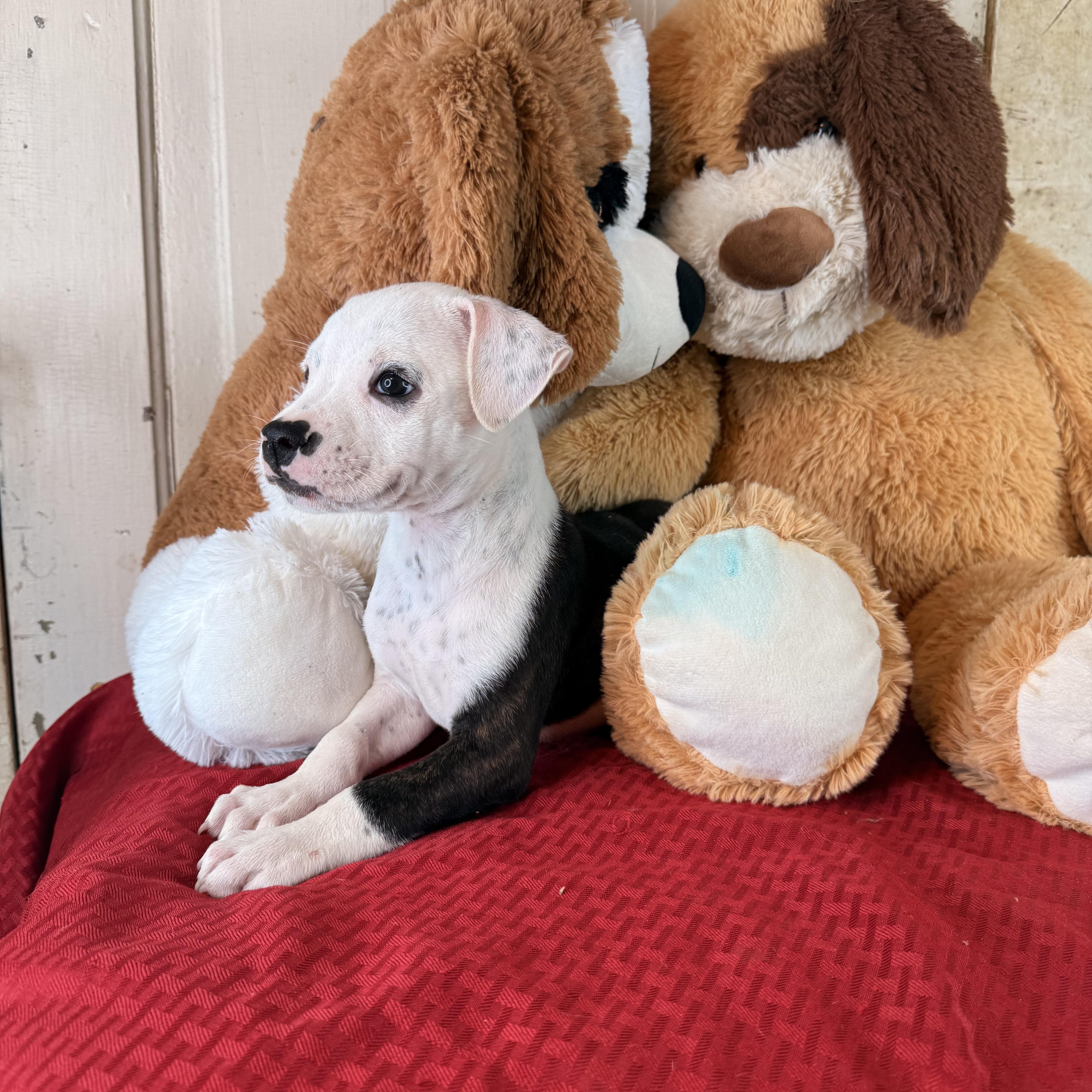 Ryker (100 adoption fee), adopted, Puppy Male Pit Bull Terrier.