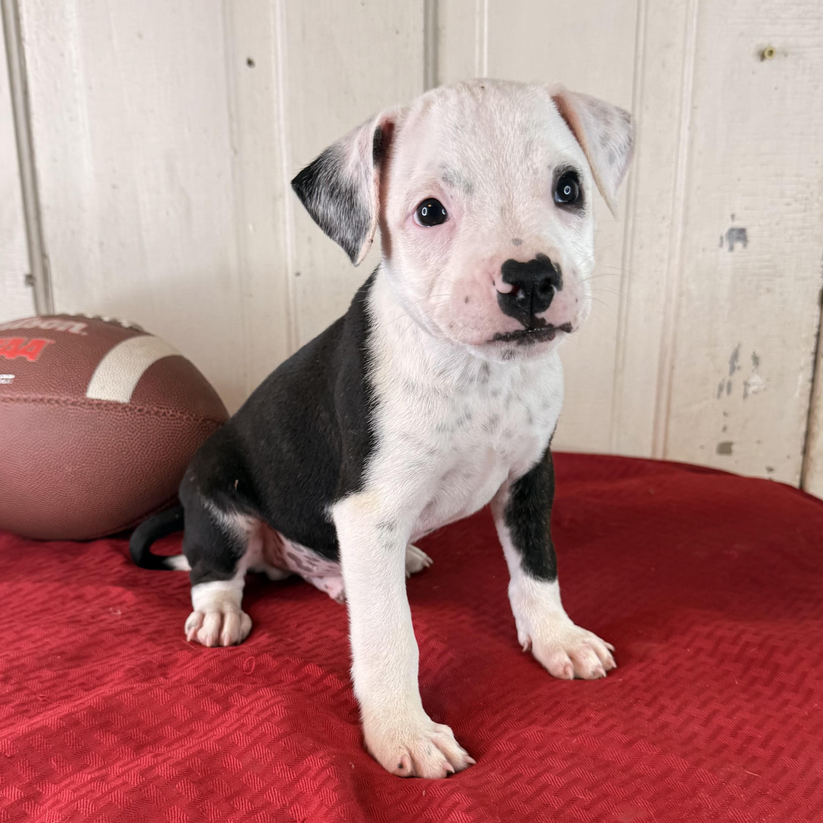Enlarge Ryker (100 adoption fee), an adopted Pit Bull Terrier in Bloomington, IL image 2/6