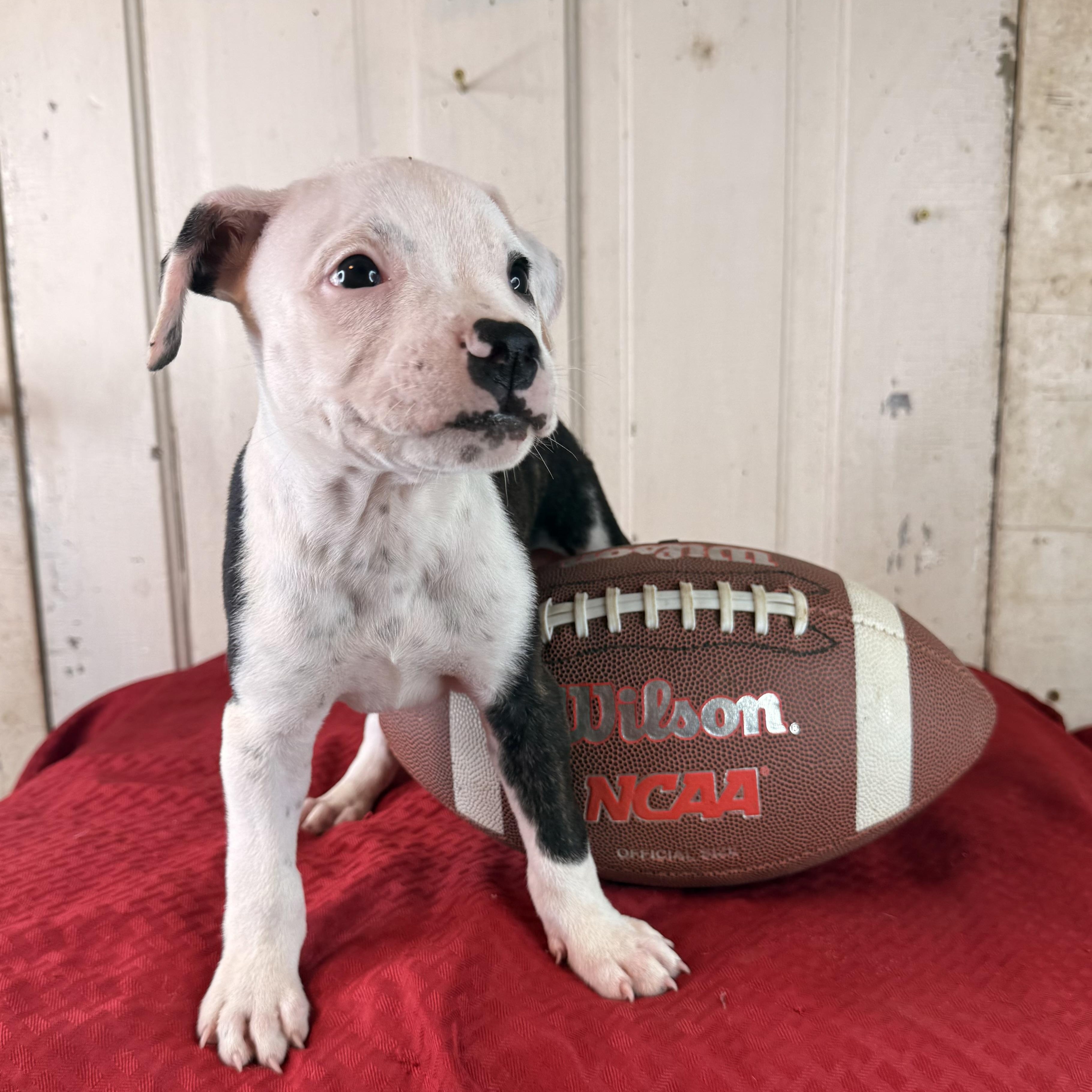 Enlarge Ryker (100 adoption fee), an adopted Pit Bull Terrier in Bloomington, IL image 4/6