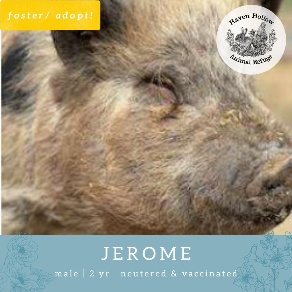 Enlarge Jerome, a Adoptable Vietnamese Pot Bellied in Shelley, ID image 1/1