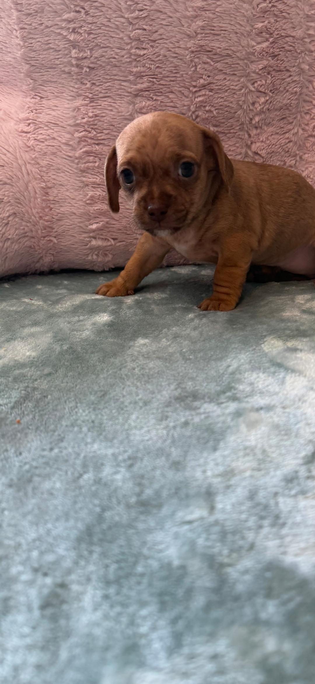 Enlarge Male Tan, a ADOPTABLE Chiweenie in Mary Esther, FL image 1/1