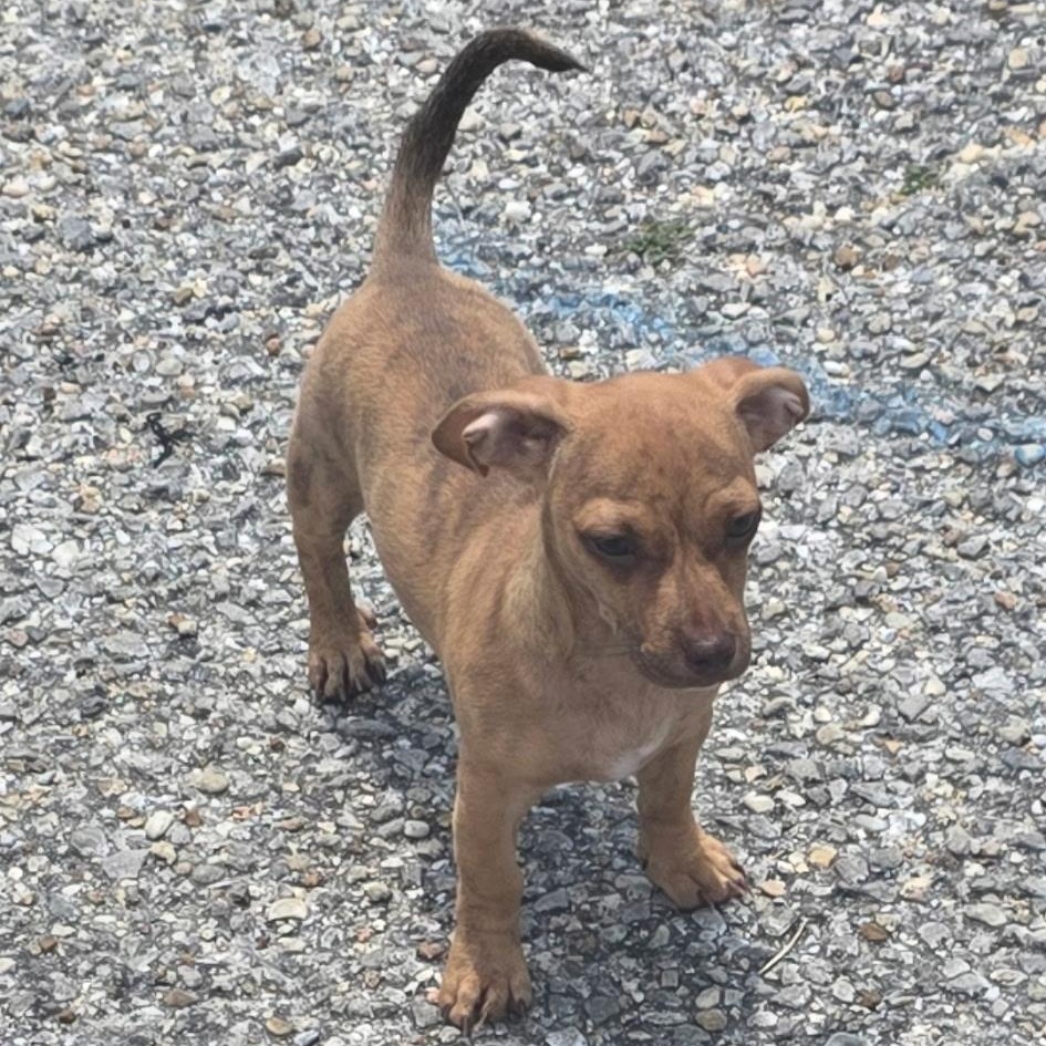 Male Tan, ADOPTABLE, Puppy Male Dachshund & Chihuahua.